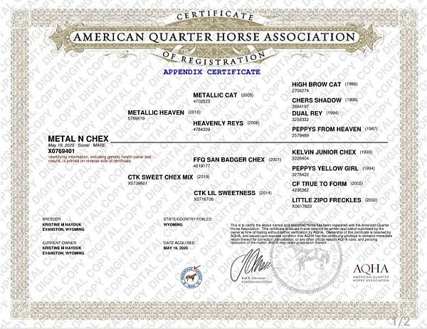 quarter-horse-filly