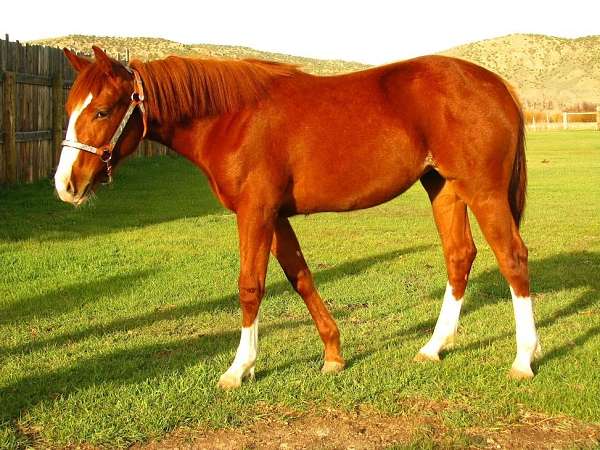 reined-cow-filly-stallion