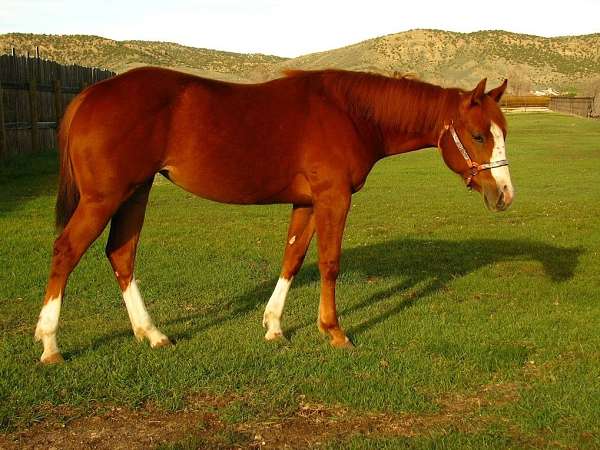 quarter-horse-filly