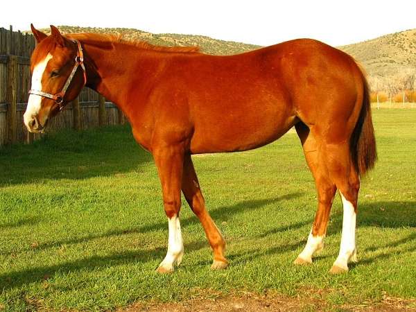 quarter-horse-for-sale