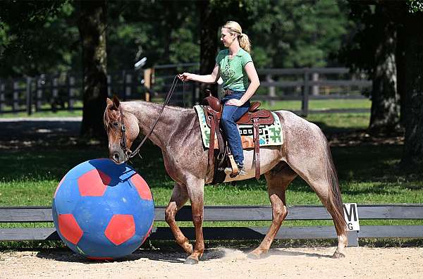 flashy-quarter-horse