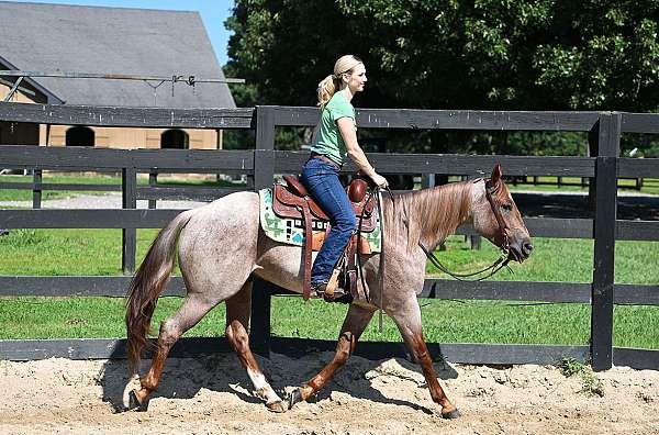 western-quarter-horse