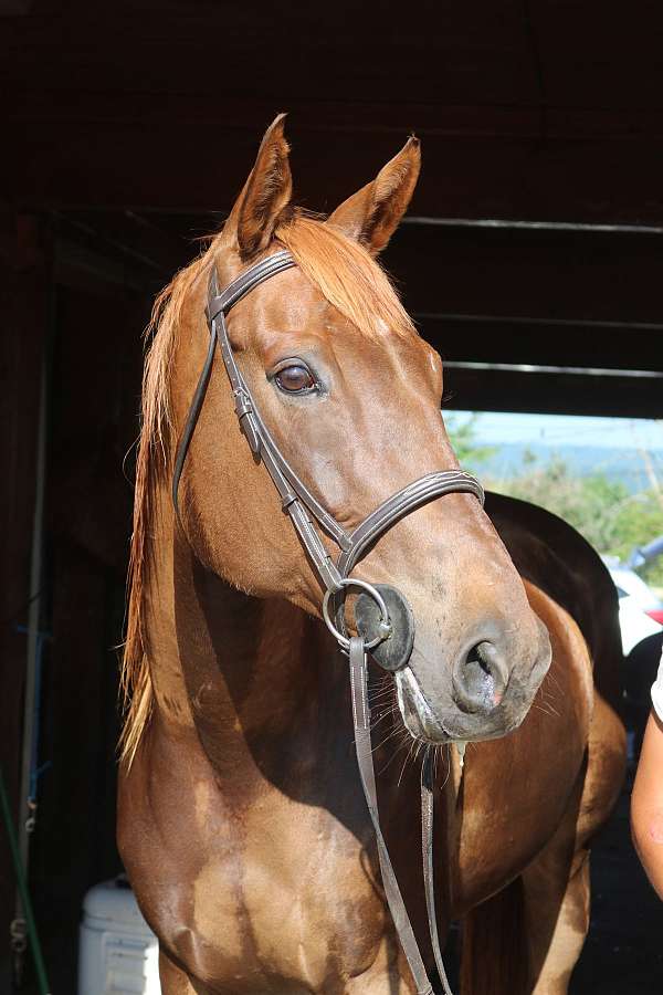 breeding-appendix-pony