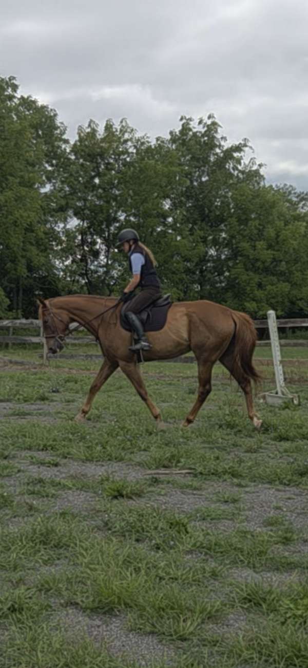 all-appendix-pony