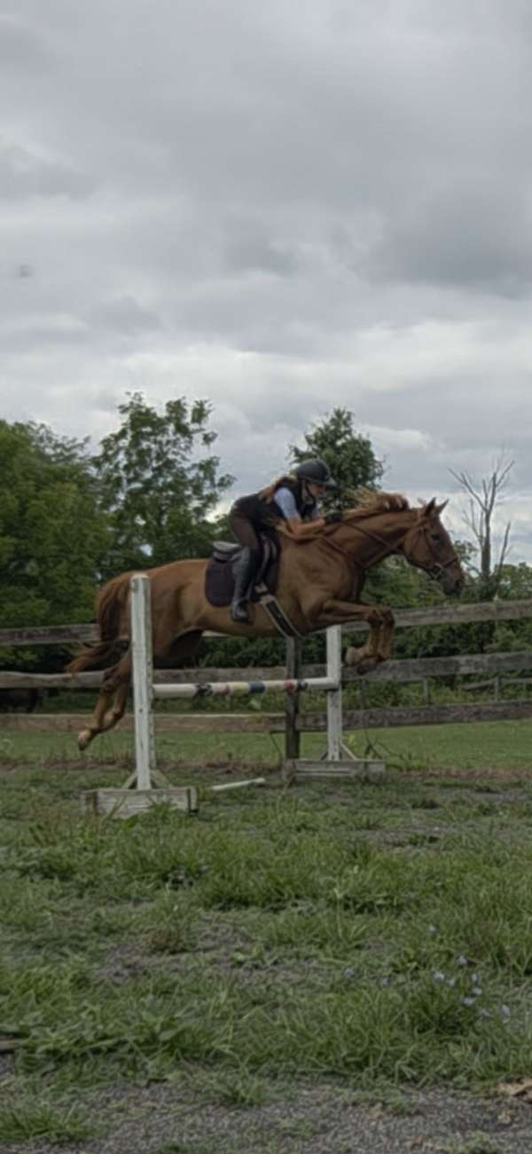 all-around-mare-appendix-pony
