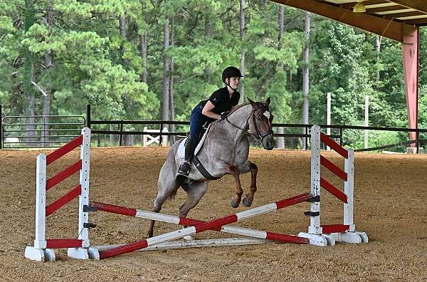 all-around-quarter-horse