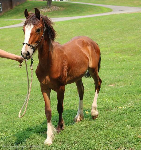 bay-blaze-stockings-horse