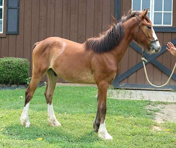 all-around-gypsy-vanner-horse