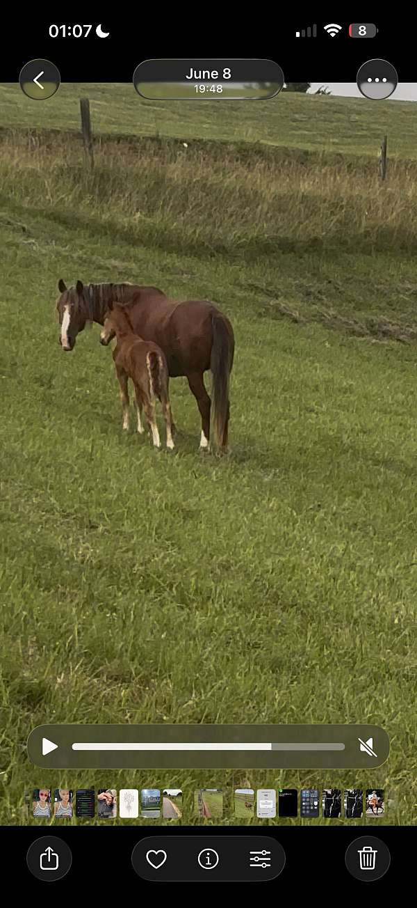 haflinger-horse-for-sale