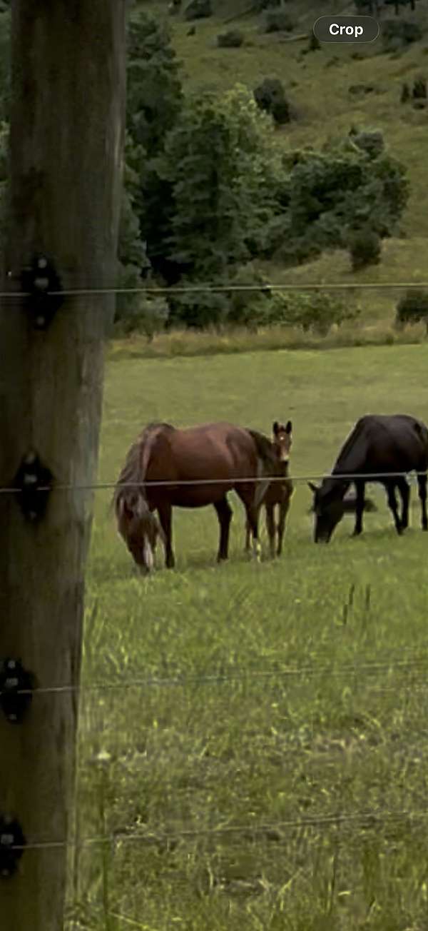 haflinger-mare