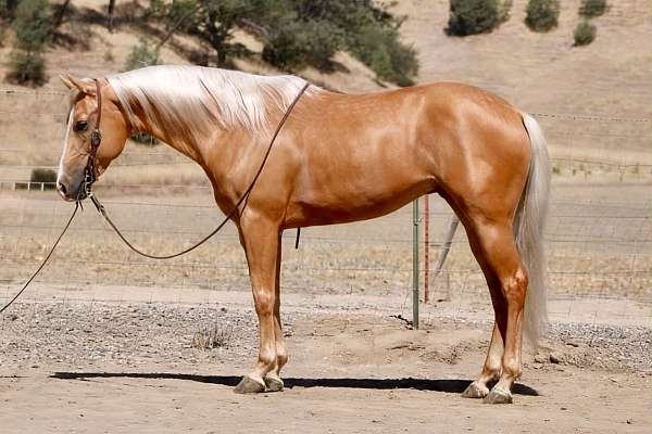 all-around-quarter-horse