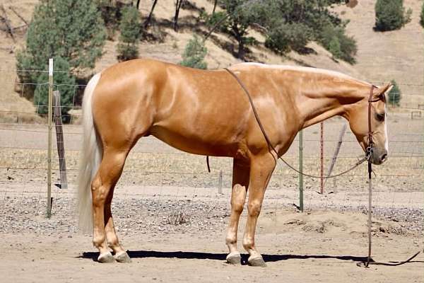 athletic-quarter-horse