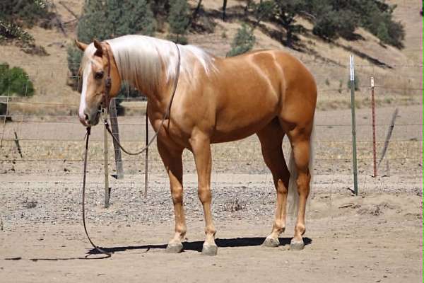 beginner-quarter-horse