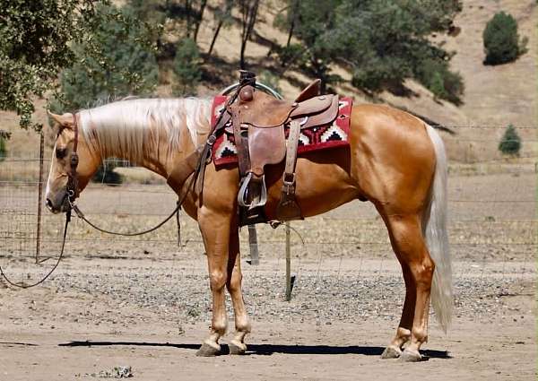calf-roping-quarter-horse