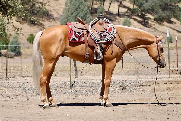 endurance-quarter-horse