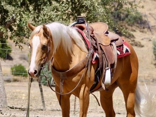 experienced-quarter-horse