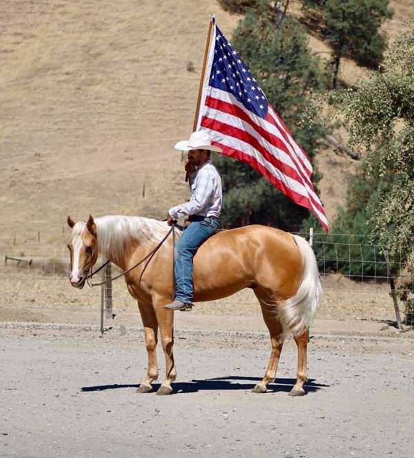 flashy-quarter-horse