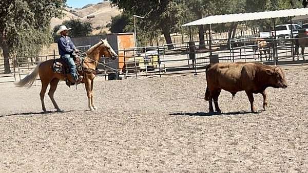 husband-safe-quarter-horse