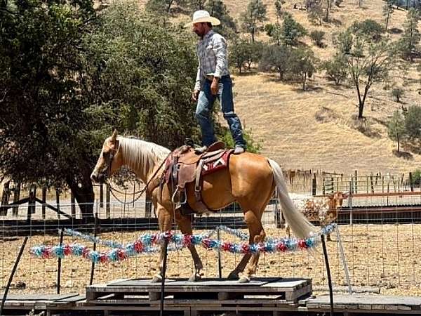 kid-safe-quarter-horse