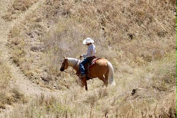 performance-quarter-horse