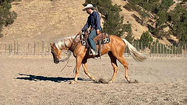 ranch-quarter-horse