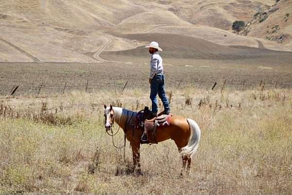 ranch-versatility-quarter-horse
