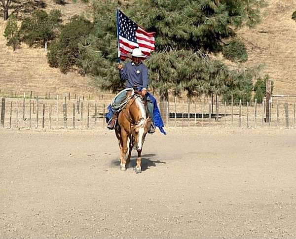 ranch-work-quarter-horse