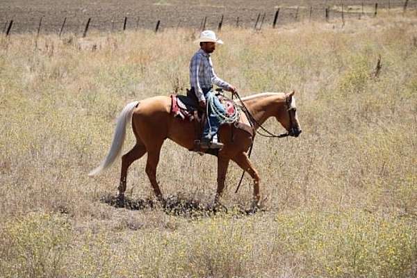 ridden-western-quarter-horse