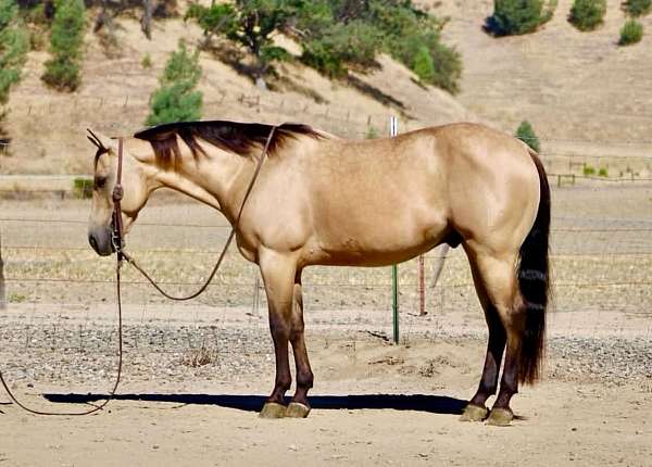 all-around-quarter-horse
