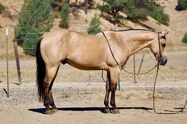 athletic-quarter-horse