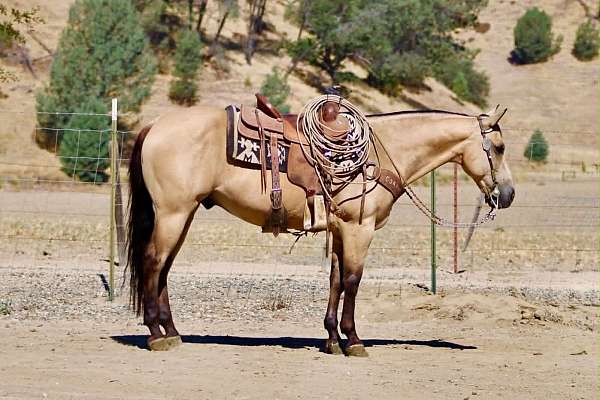 beginner-quarter-horse