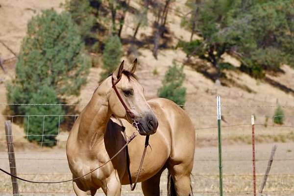 calf-roping-quarter-horse