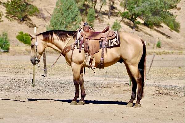 endurance-quarter-horse