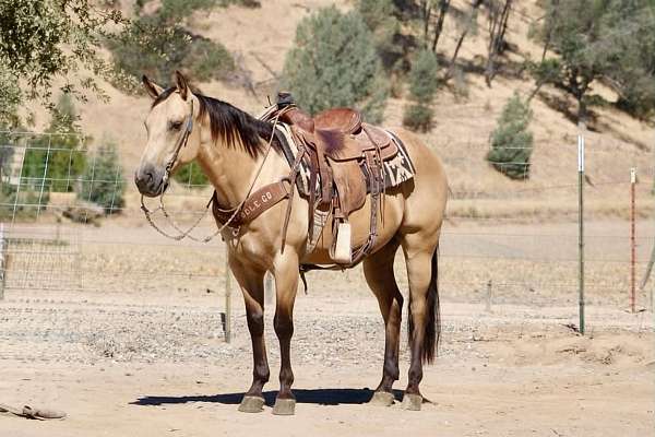 experienced-quarter-horse