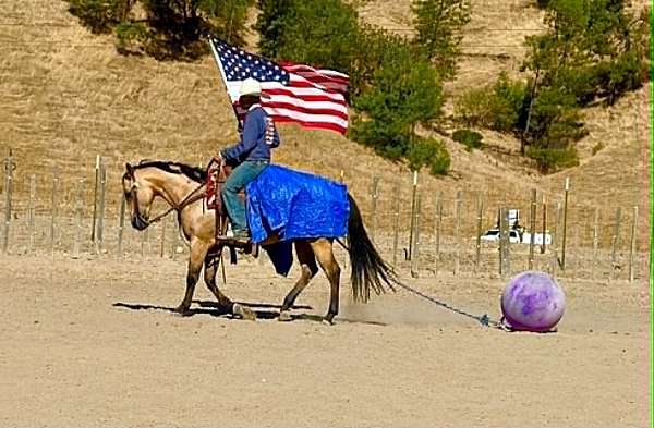flashy-quarter-horse