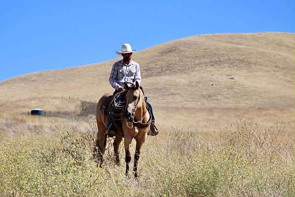 husband-safe-quarter-horse