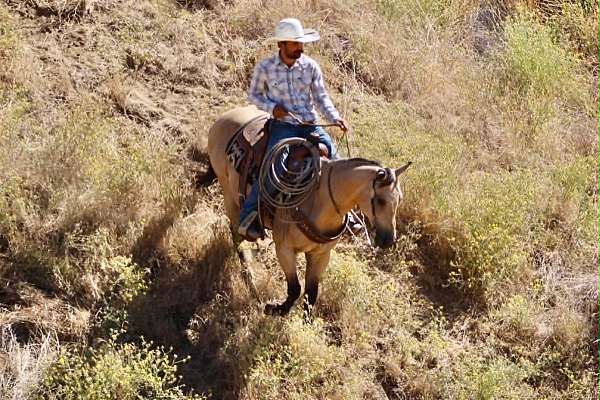 kid-safe-quarter-horse