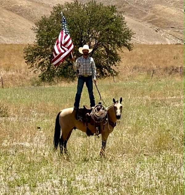 performance-quarter-horse