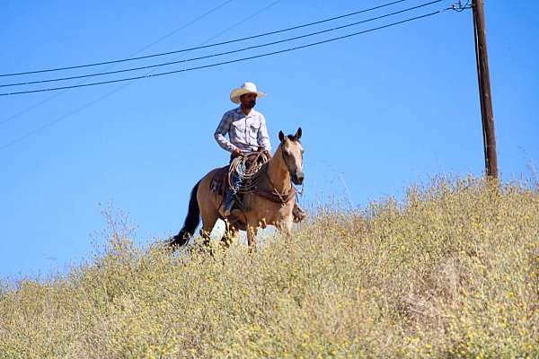 ranch-quarter-horse