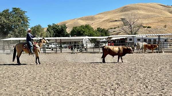 ranch-versatility-quarter-horse