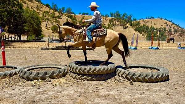 ranch-work-quarter-horse