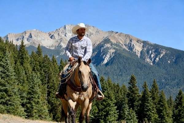 ridden-western-quarter-horse