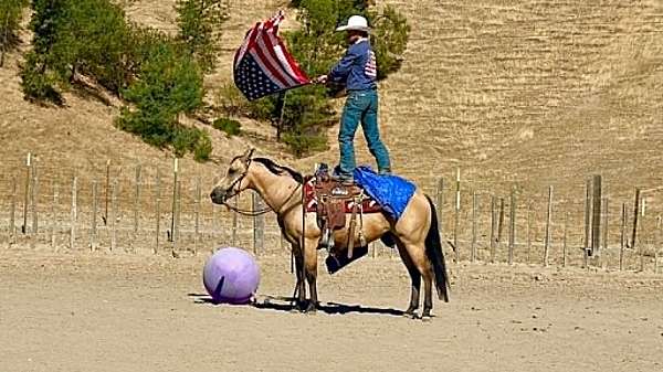 roping-quarter-horse