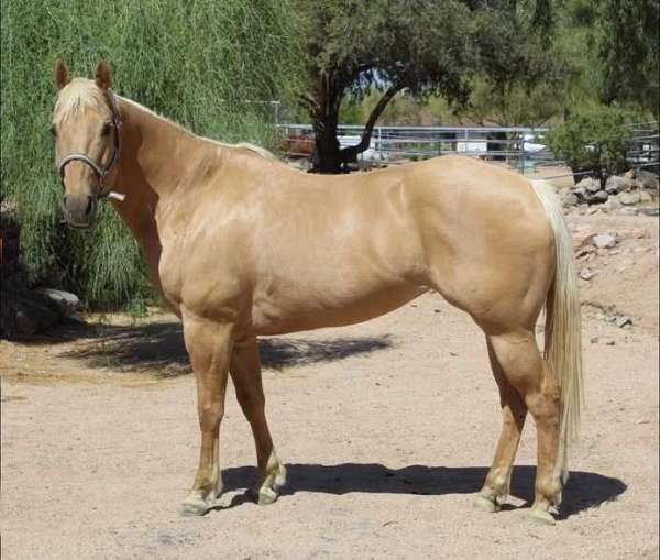 all-around-quarter-horse