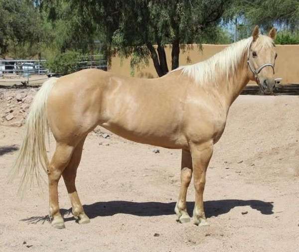 athletic-quarter-horse