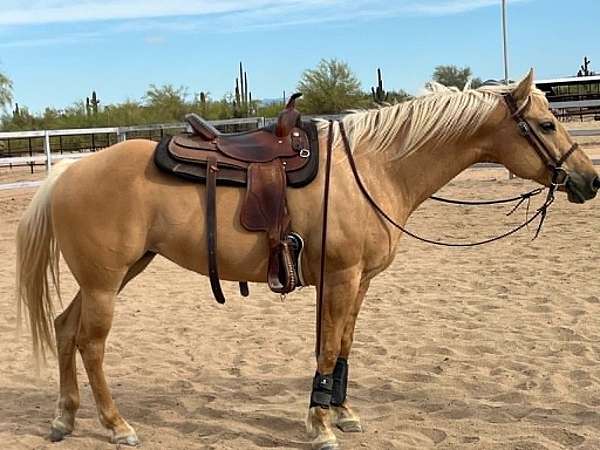 barrel-quarter-horse