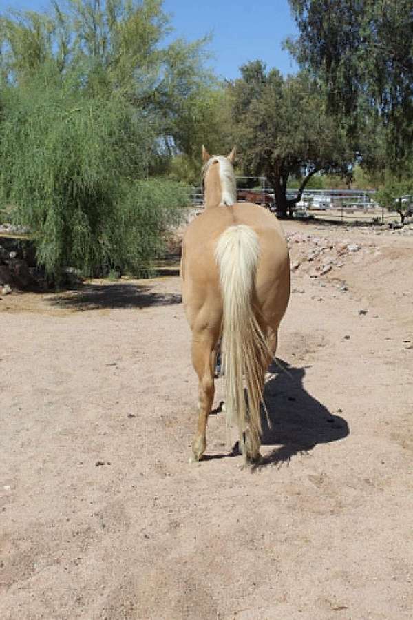 calf-roping-quarter-horse