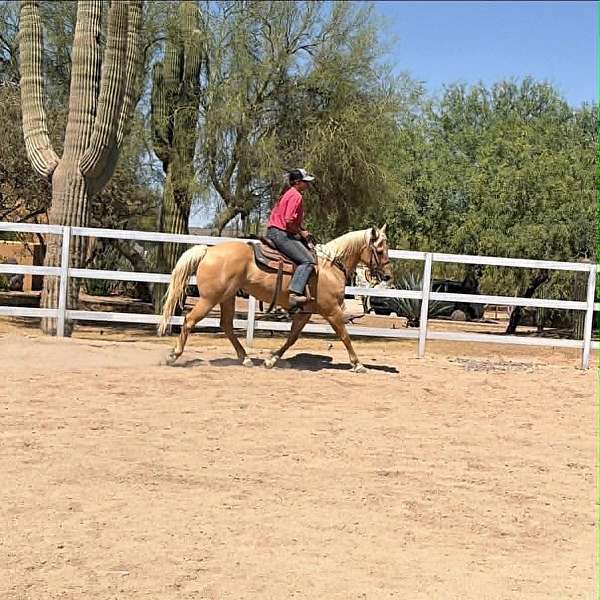 endurance-quarter-horse