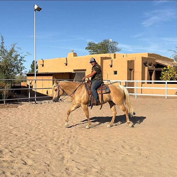 experienced-quarter-horse