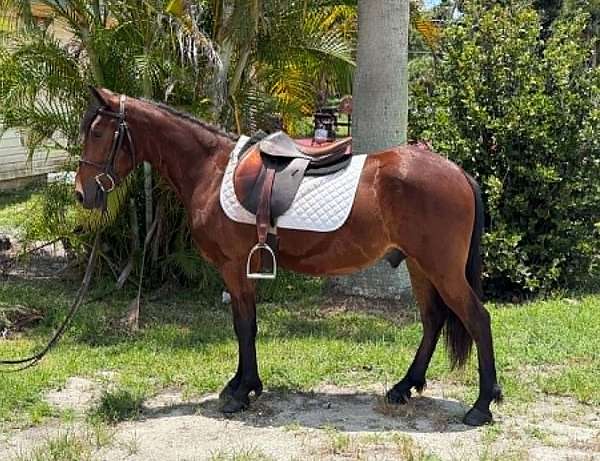 western-r-pony